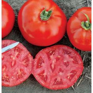 1504 F1 - томат детермінантний, Lark Seeds (Ларк Сідс), США фото, цiна